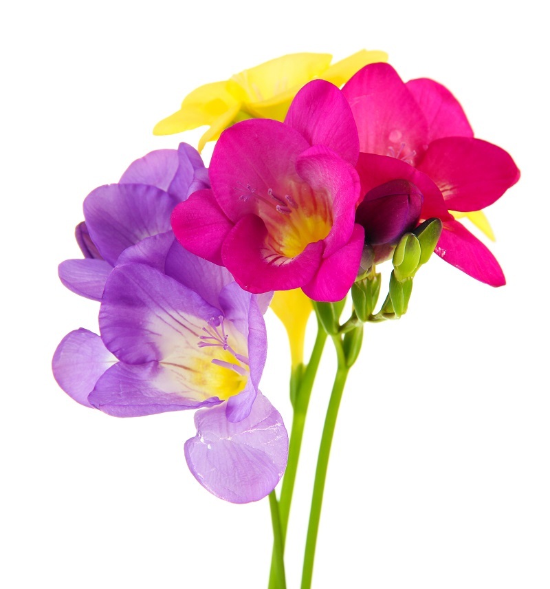 flowers flowers  / tiny flowers